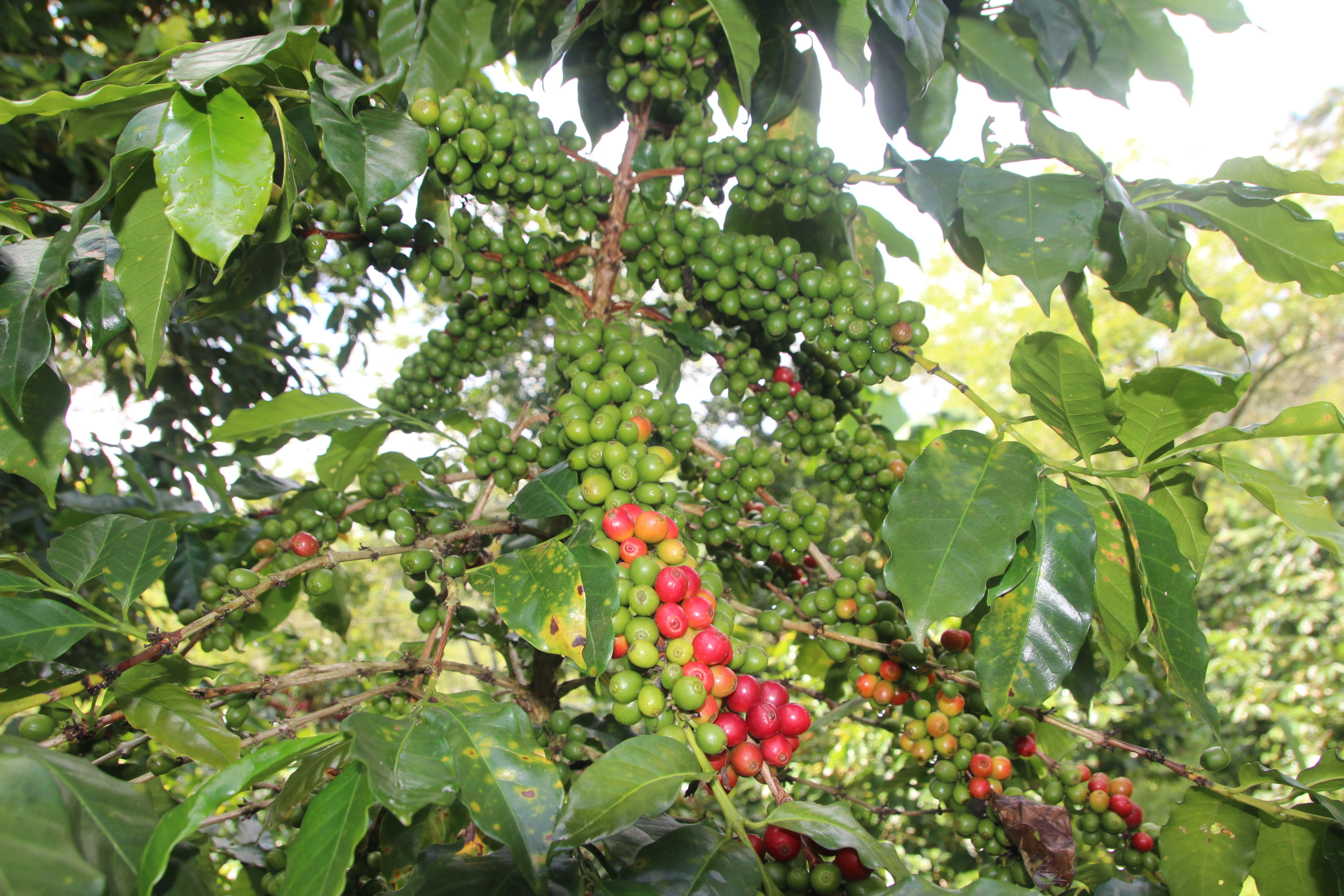 《極致風味咖啡系列：宏都拉斯 奧科特佩克產區 Finca Las Rosas 玫瑰花莊園 改良式 Natural Funky 日曬放奇咖啡—草莓冰淇淋特色微批次》