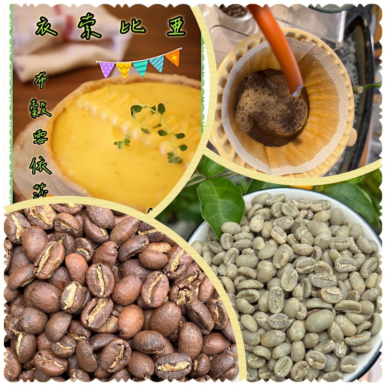 熊團長每月特惠咖啡｜衣索比亞 古奇/罕貝拉 布穀雪依莎 G1 水洗咖啡熟豆 (買一送一)