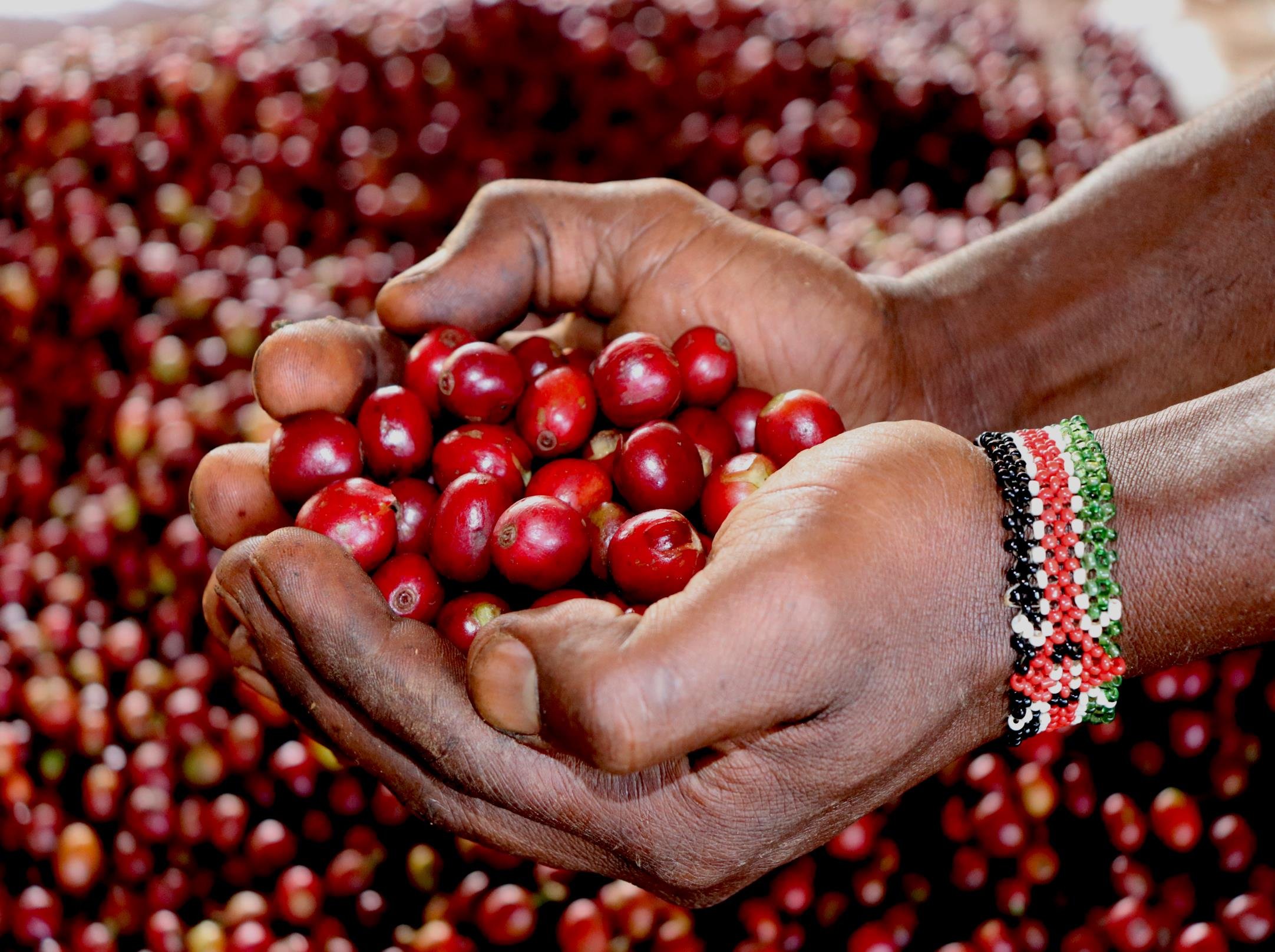 《一代宗師/真功夫咖啡系列：肯亞 Nyeri 涅里 魯吉農民合作社 Giathugu Factory 賈圖古處理廠 88高分首選 AA TOP 水洗咖啡微型批次》