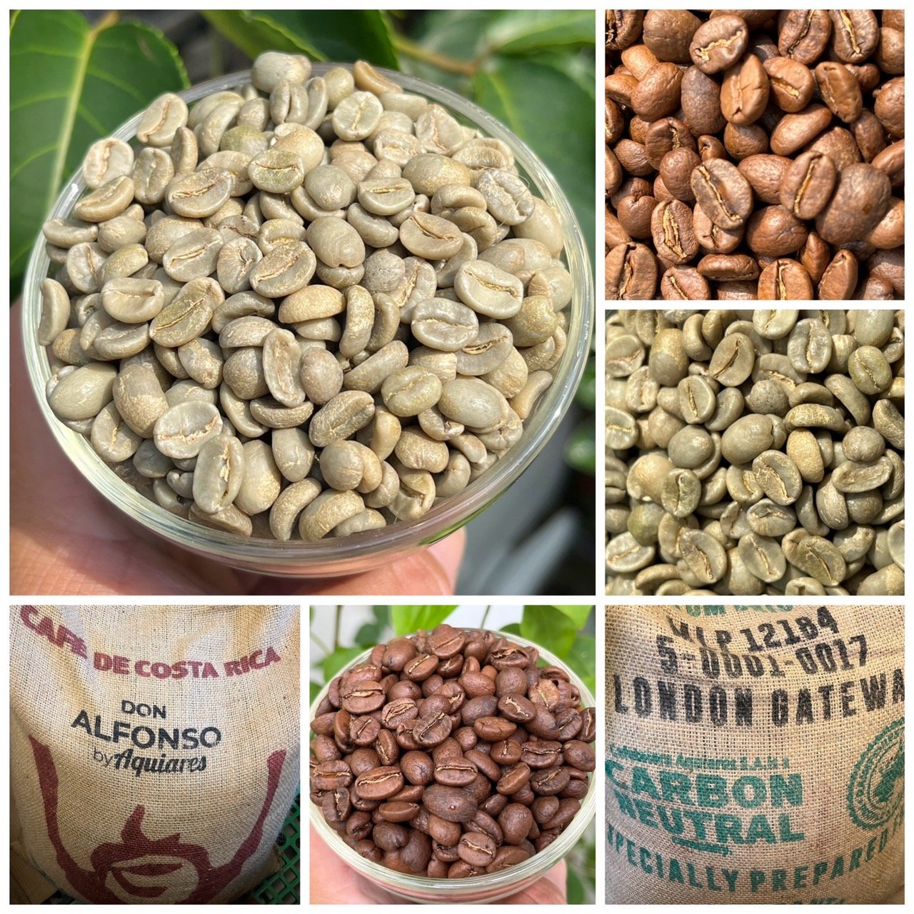 熊團長每月特惠咖啡｜哥斯大黎加 阿奎亞雷斯莊園/蜜香糖葫蘆 水洗咖啡熟豆 (買一送一)