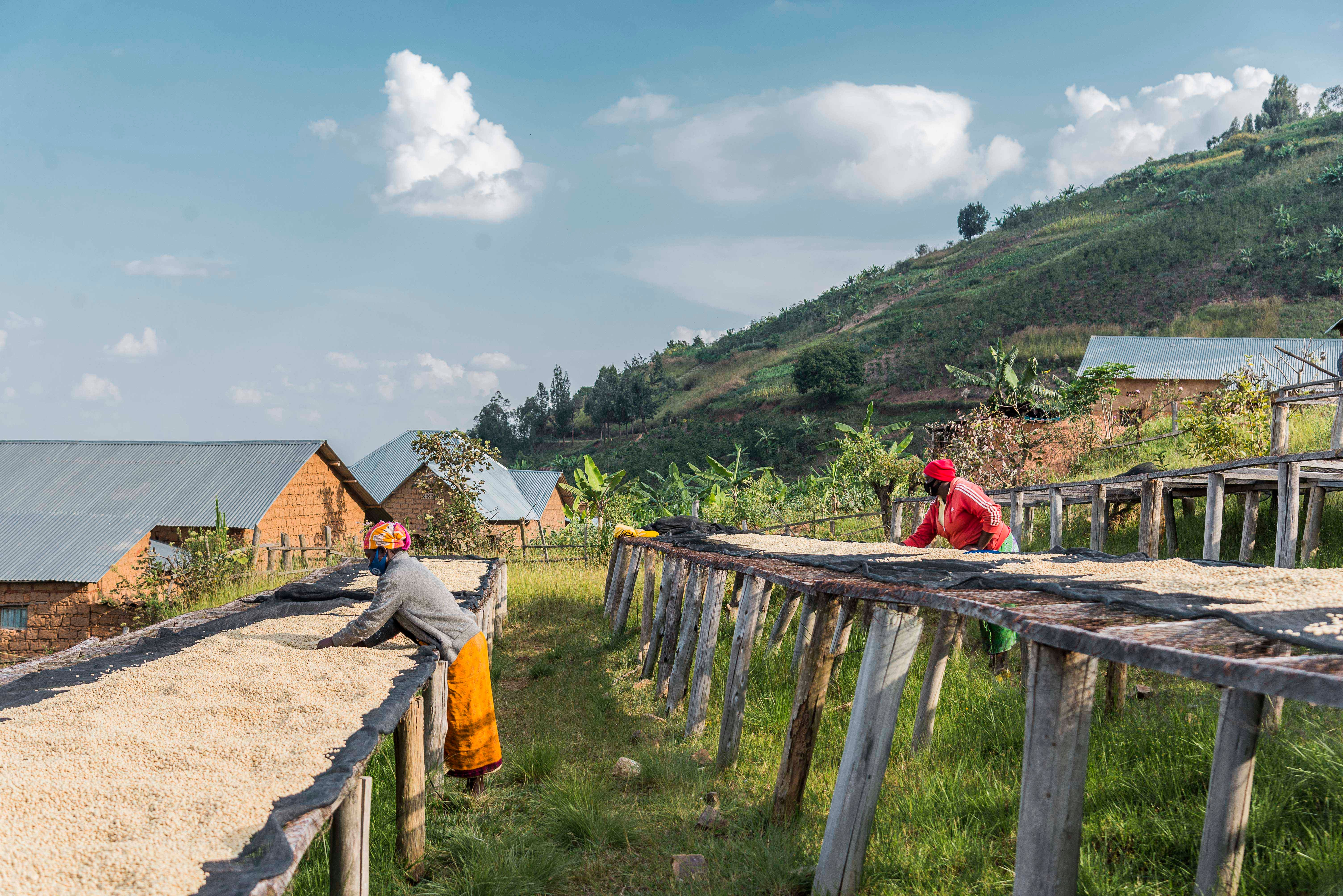 《典藏家咖啡系列：A1頂規 盧安達 北部省 Nkara CWS 恩卡拉水洗站/ 咖啡之家合作社 CoE得獎常勝軍 超高海拔 紅波旁 客製化水洗特色咖啡—夜芙蓉》