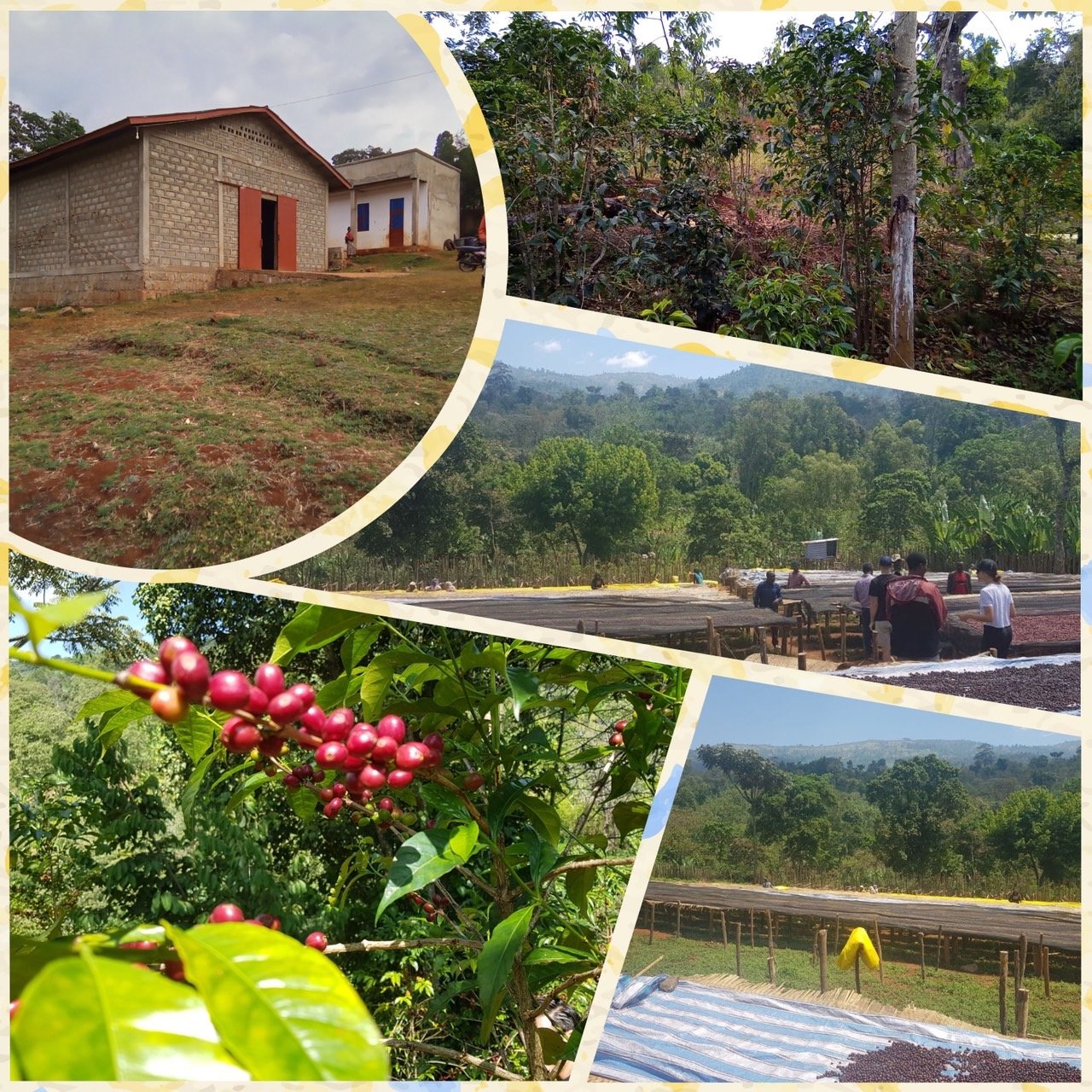 《鎮店之寶咖啡系列： 衣索比亞 Yirgacheffe 耶加雪菲 格賽/貝尤處理廠 遮陰乾燥 水洗批次Gr. 1—74110單一品種 冬莓紅露小調微批次》