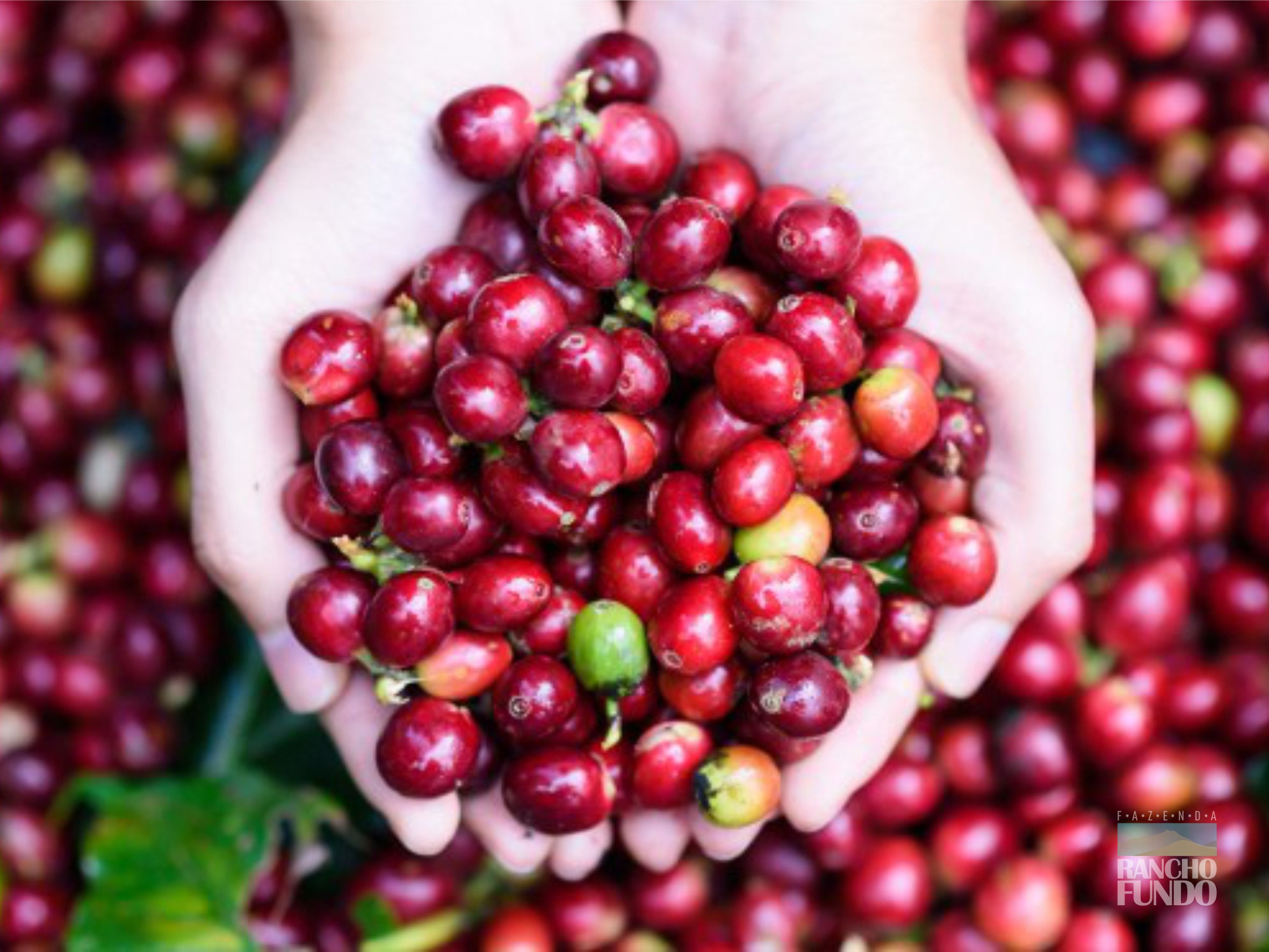 《老巴傳奇咖啡：巴西 Cerrado Mineiro產區 Rio Brilhante 明河莊園 Catuai 99 卡杜愛久久/當地特色品種 ☀日曬咖啡：巧克力葡萄球》