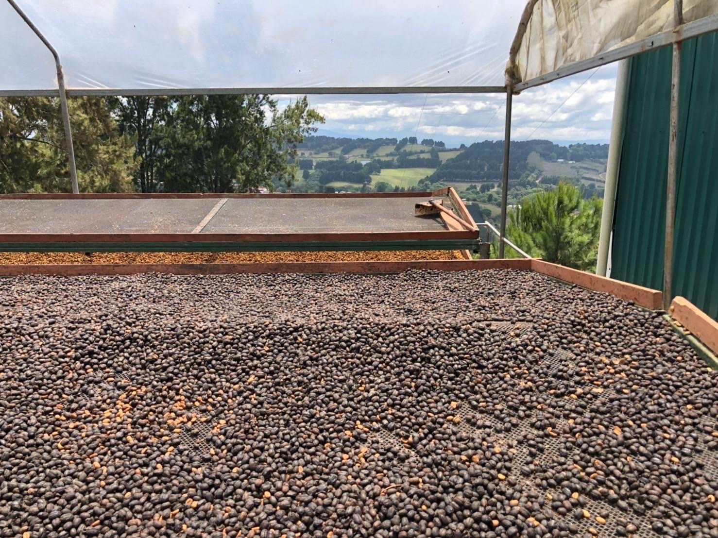 《超級大師咖啡系列：哥斯大黎加  西部谷地 Finca Santa Lucia 聖塔露西亞莊園 Kenia San Roque 肯尼亞･聖克洛 CoE冠軍品種 厭氧日曬/特色咖啡 --果燃繽紛》