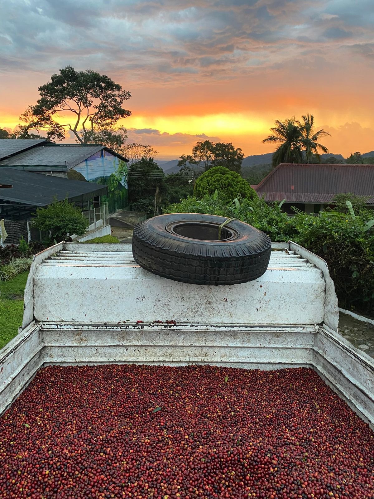 《特色風味咖啡系列： 墨西哥 Chiapas 恰帕斯州 Finca Guadalupe Zaju 瓜達盧佩･扎朱莊園 徳式管理 草莓日曬特色批次—萄莓果凍》