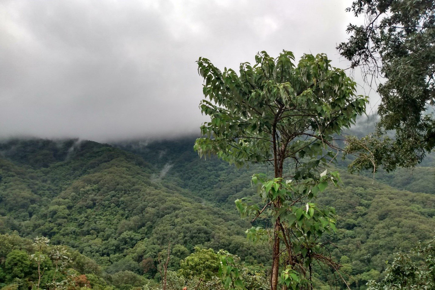 《特色風味咖啡系列：墨西哥 Chiapas 恰帕斯 Fraylesca 弗雷萊斯卡 原住民合作社 水洗特色批次—英式早茶》