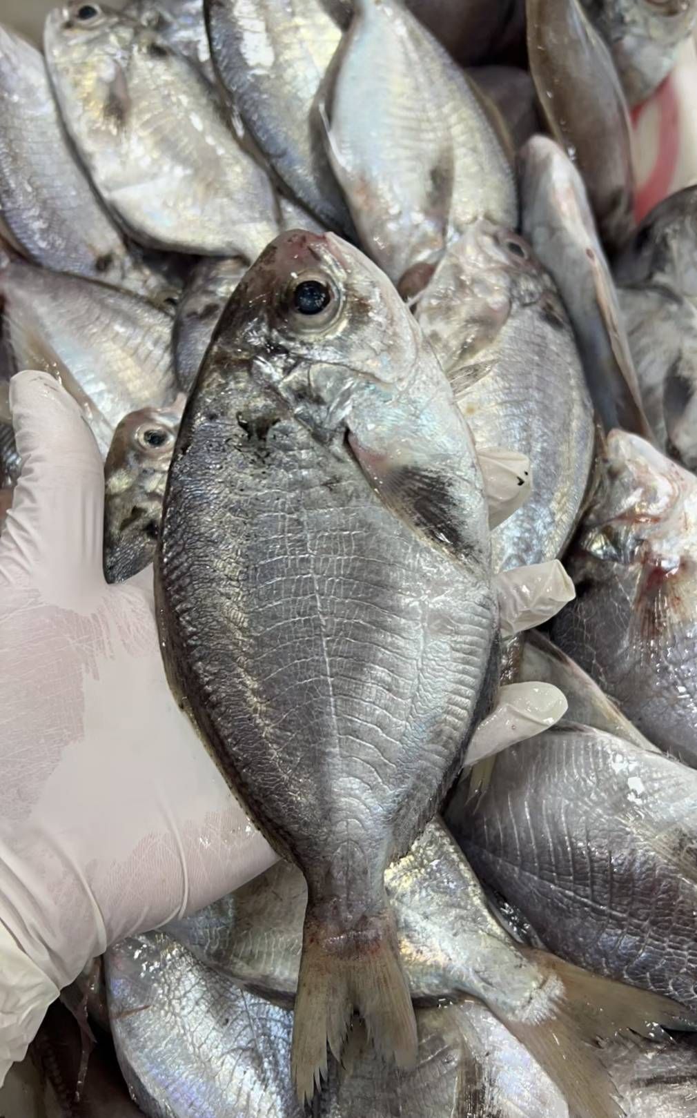 肉鯽魚