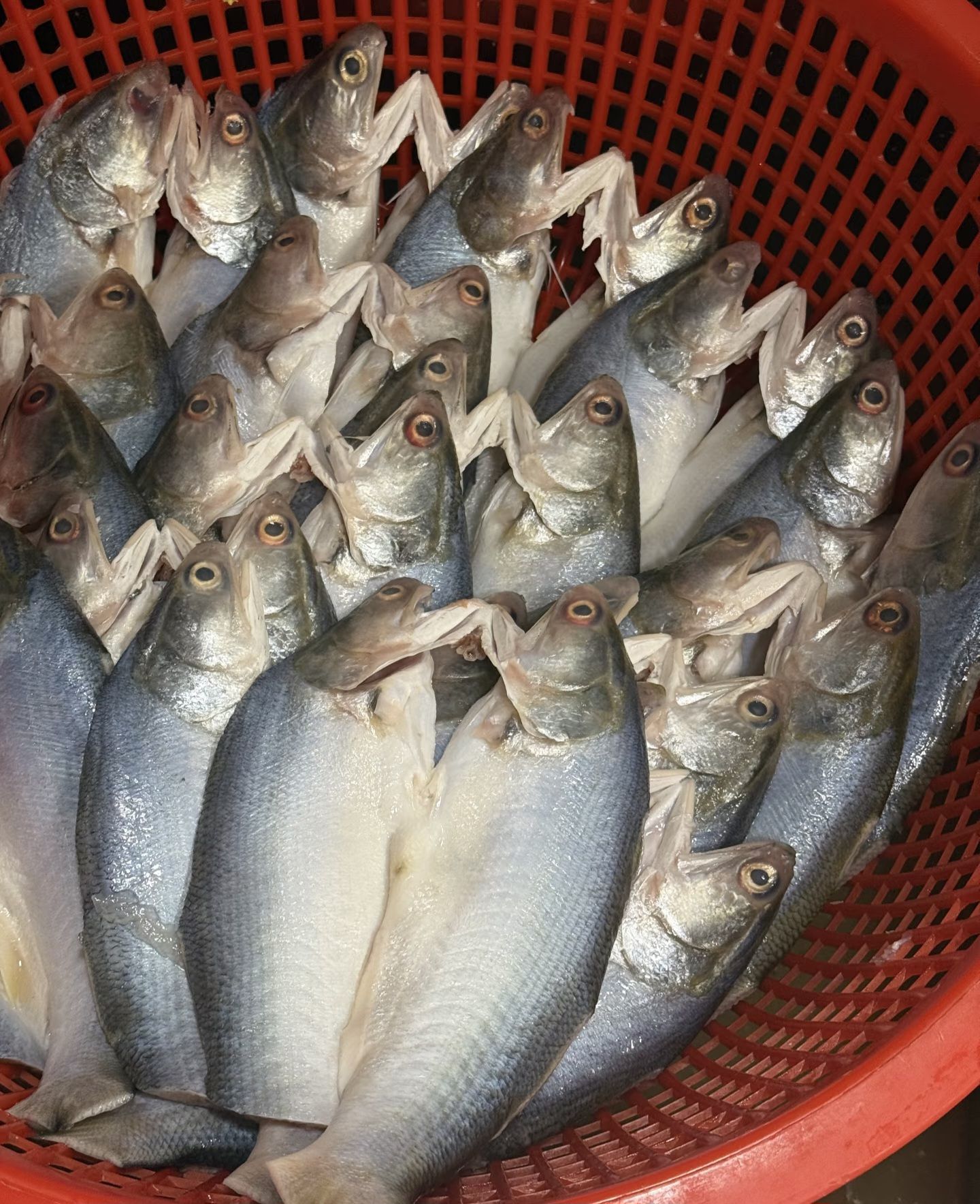 午仔魚一夜干