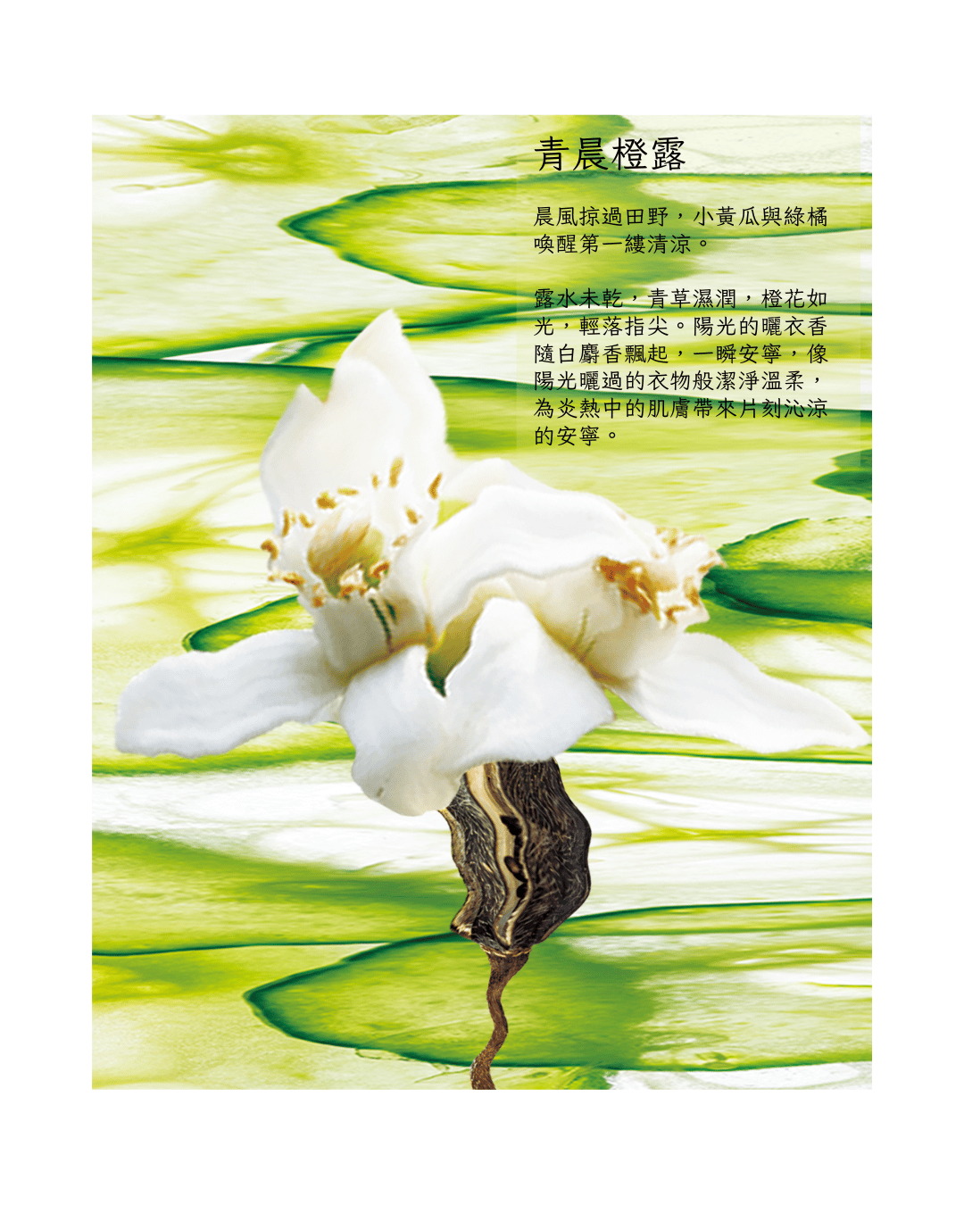 《青晨橙露 Dew of Cucumber｜沁涼舒爽的片刻安寧》