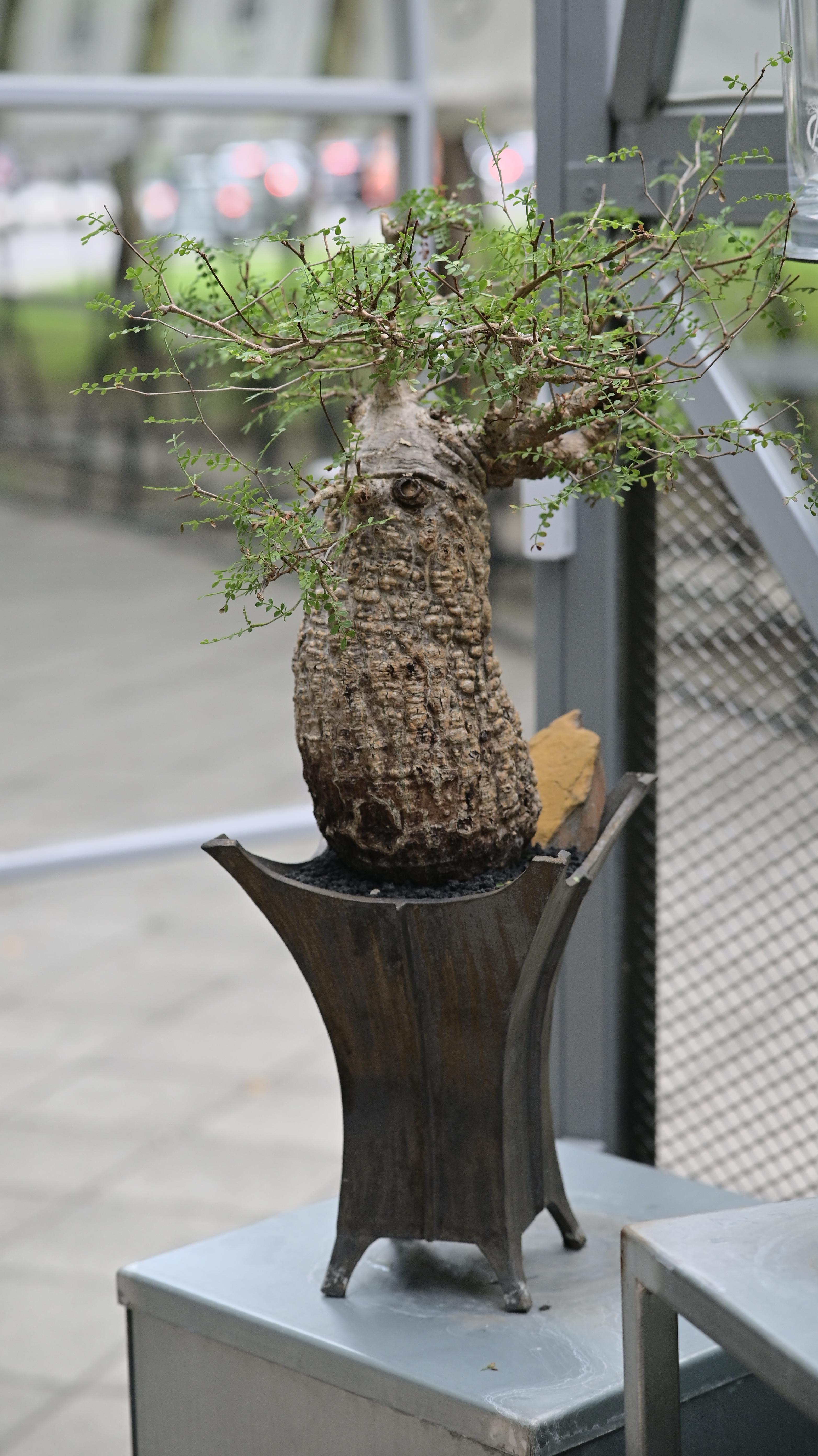 象足漆樹(含1218盆)