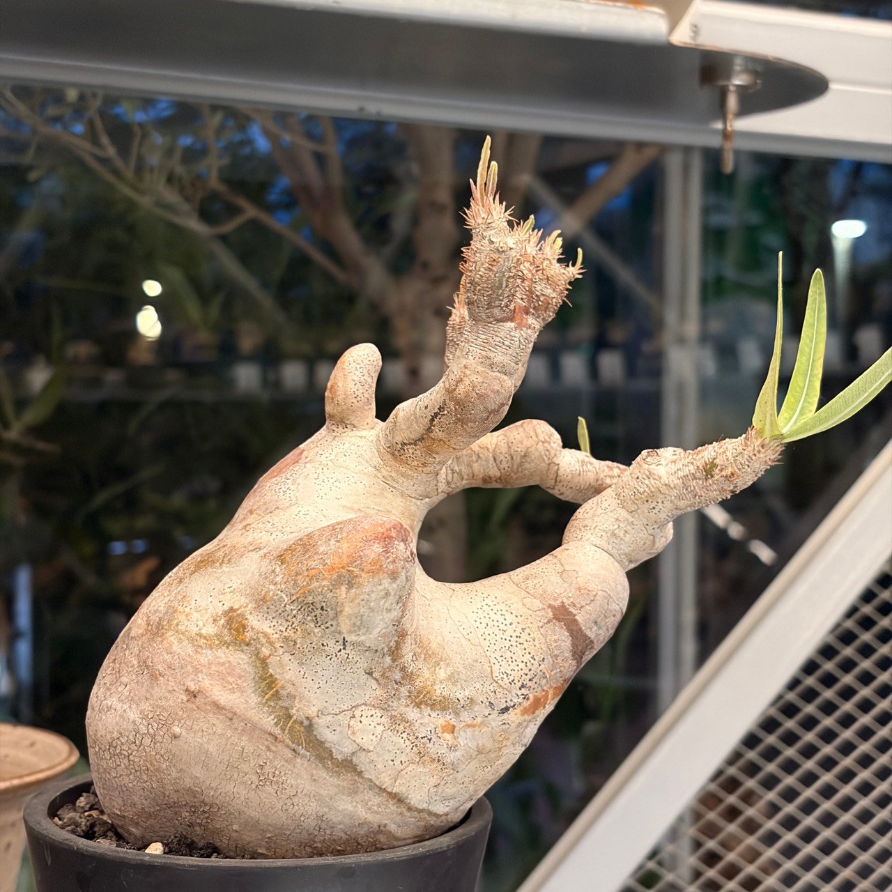 伊羅瓶幹(L)