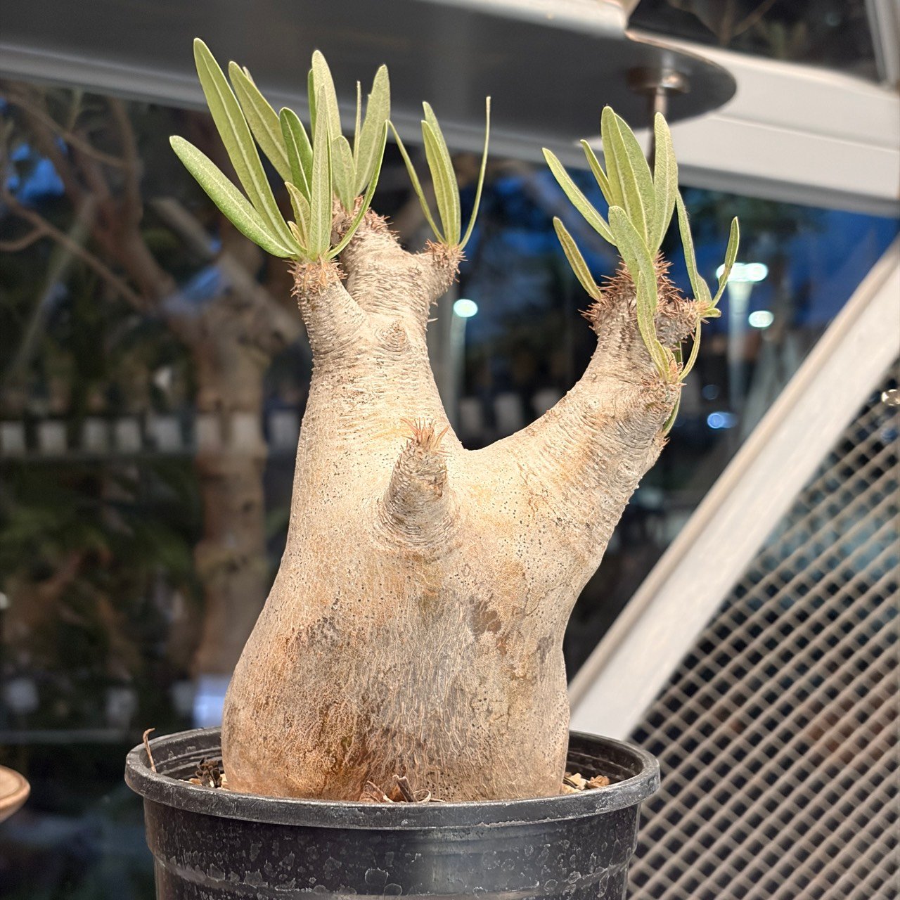 伊羅瓶幹(L)