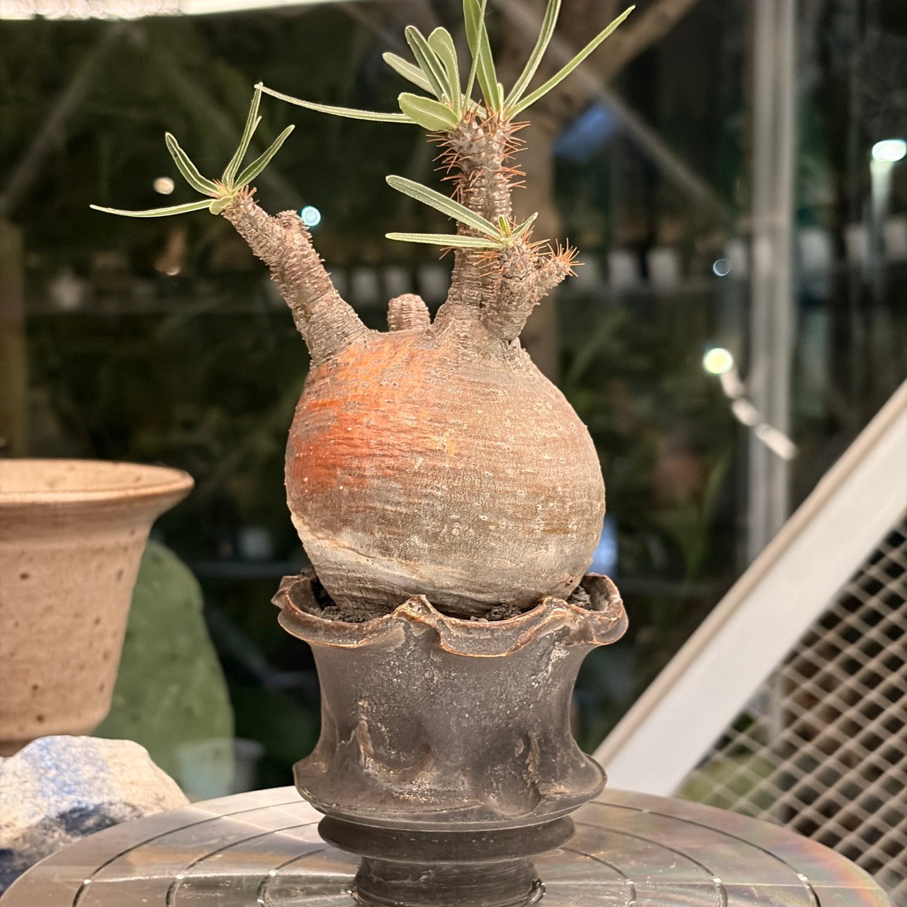 象牙宮(小福)