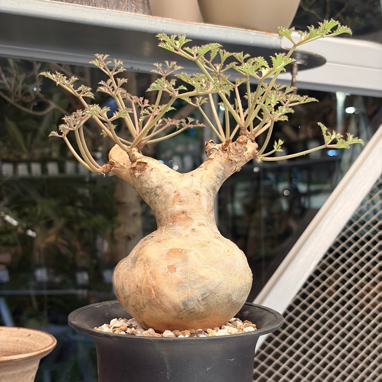 碎葉葡萄甕