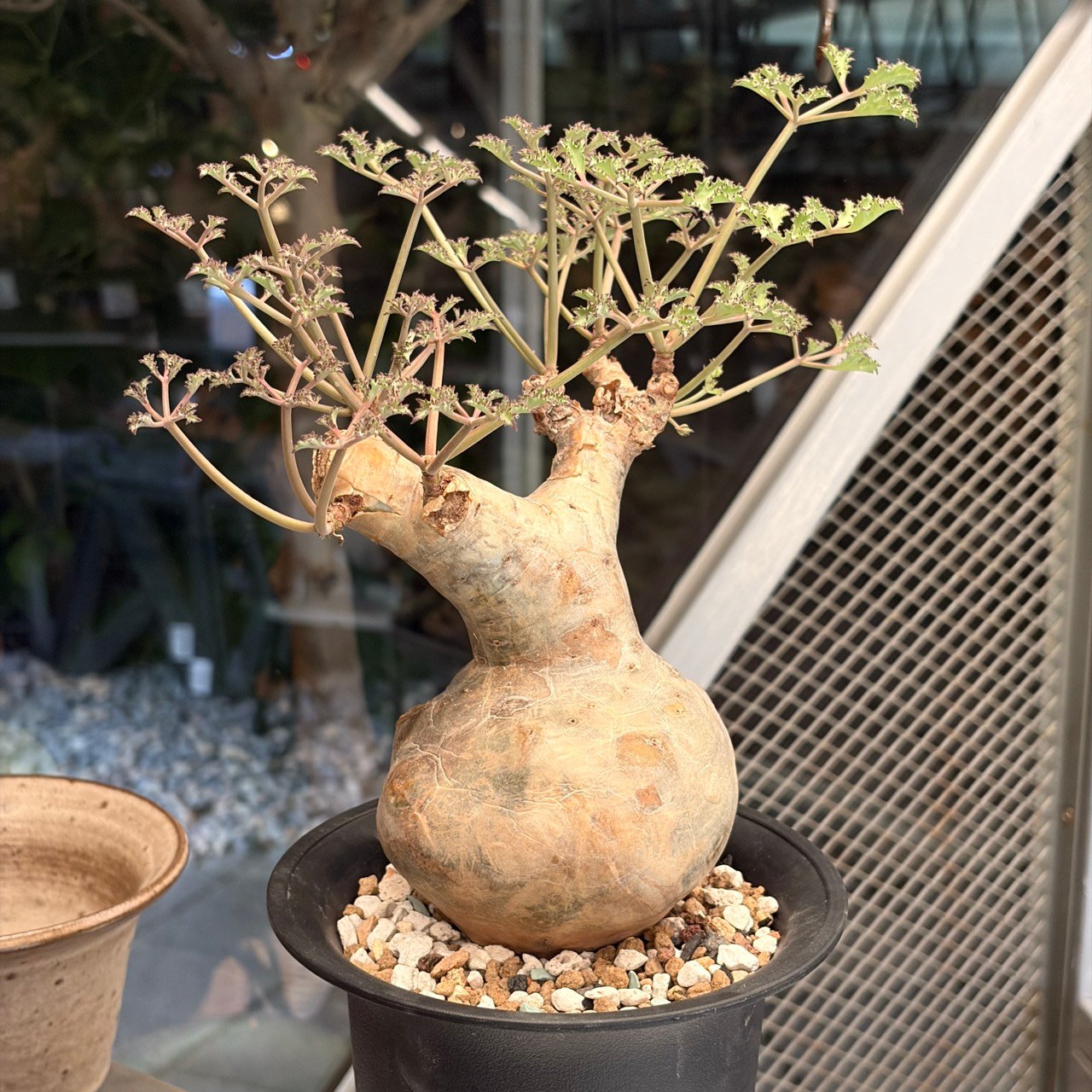 碎葉葡萄甕