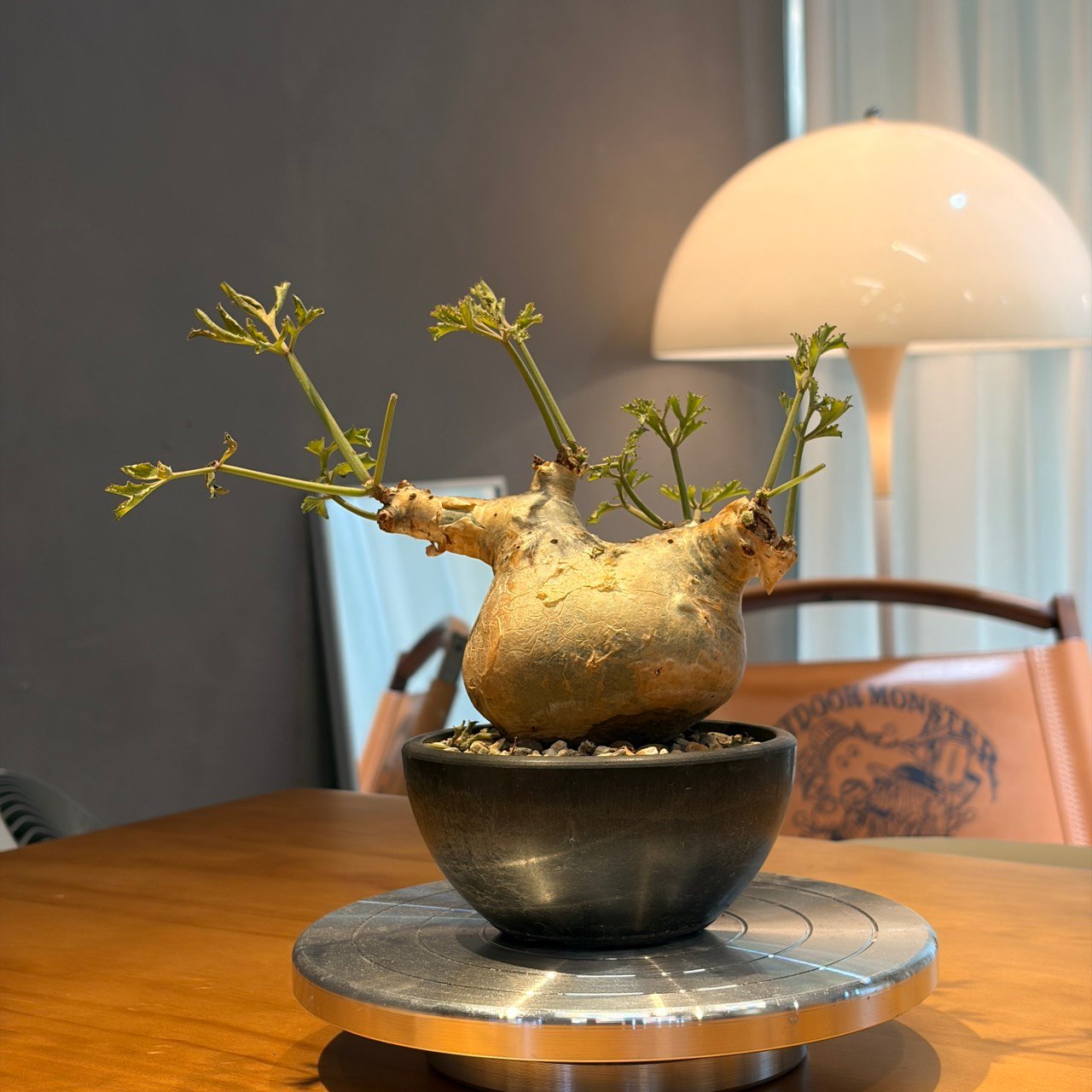 碎葉葡萄甕