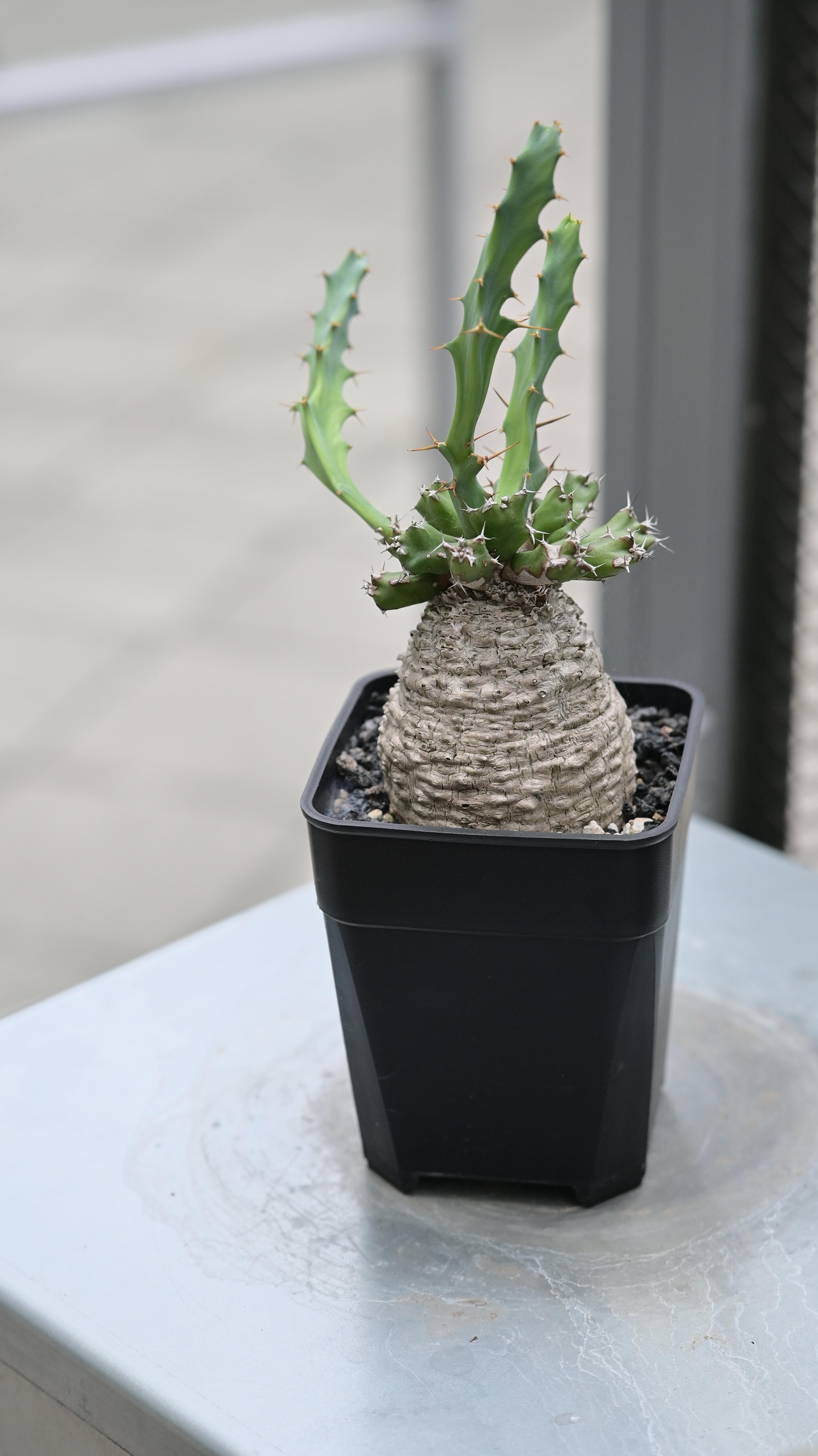 棒麒麟(S)