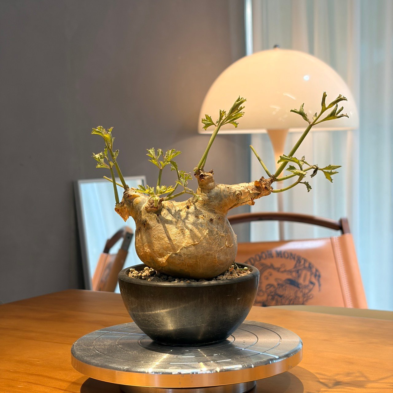 碎葉葡萄甕