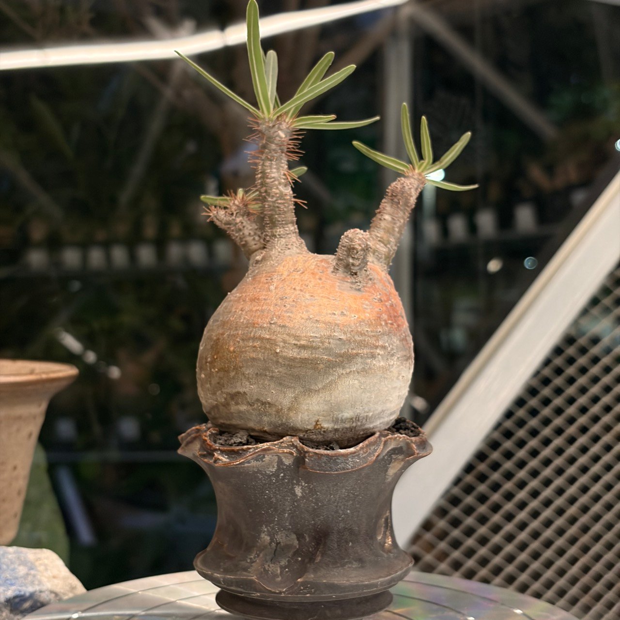 象牙宮(小福)