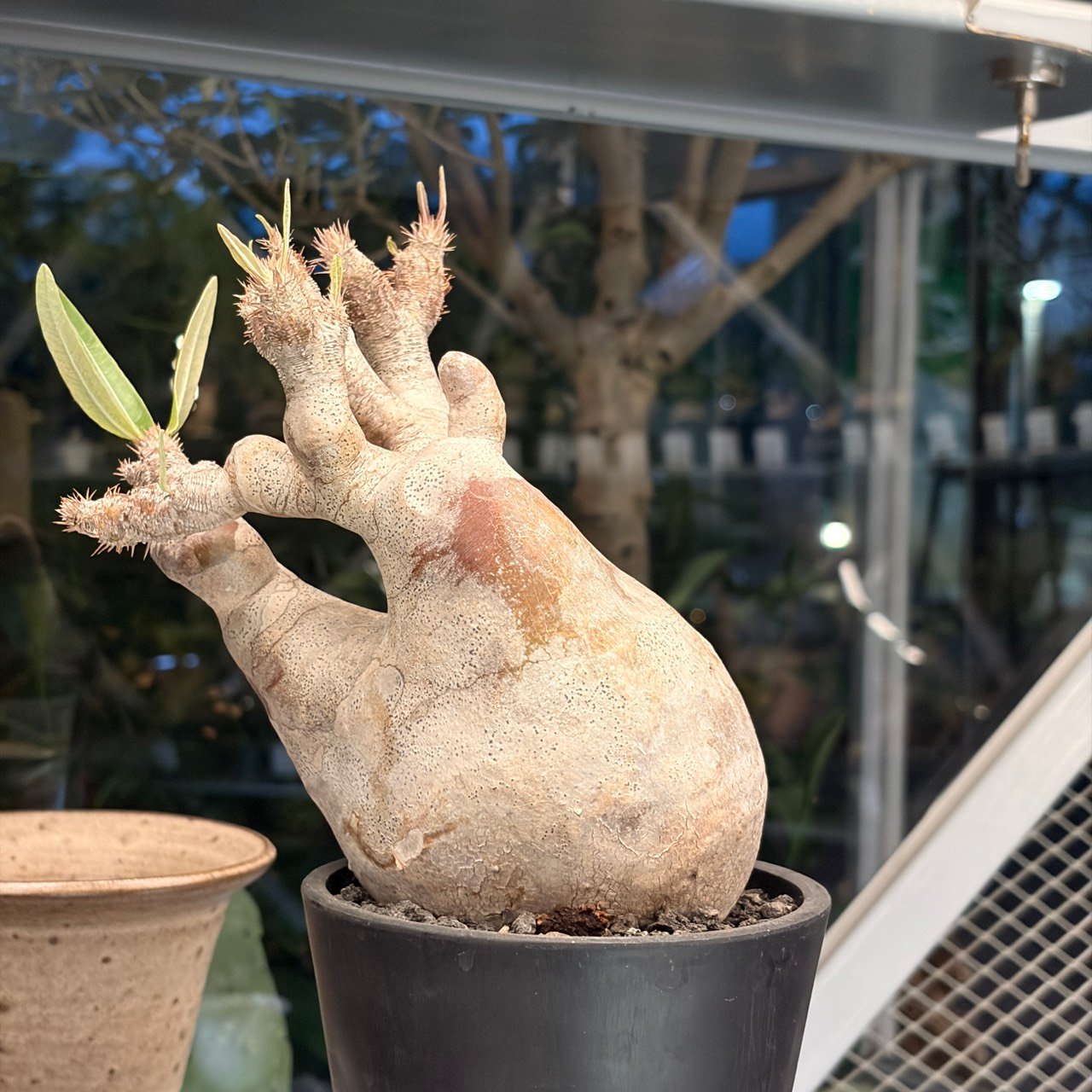 伊羅瓶幹(L)