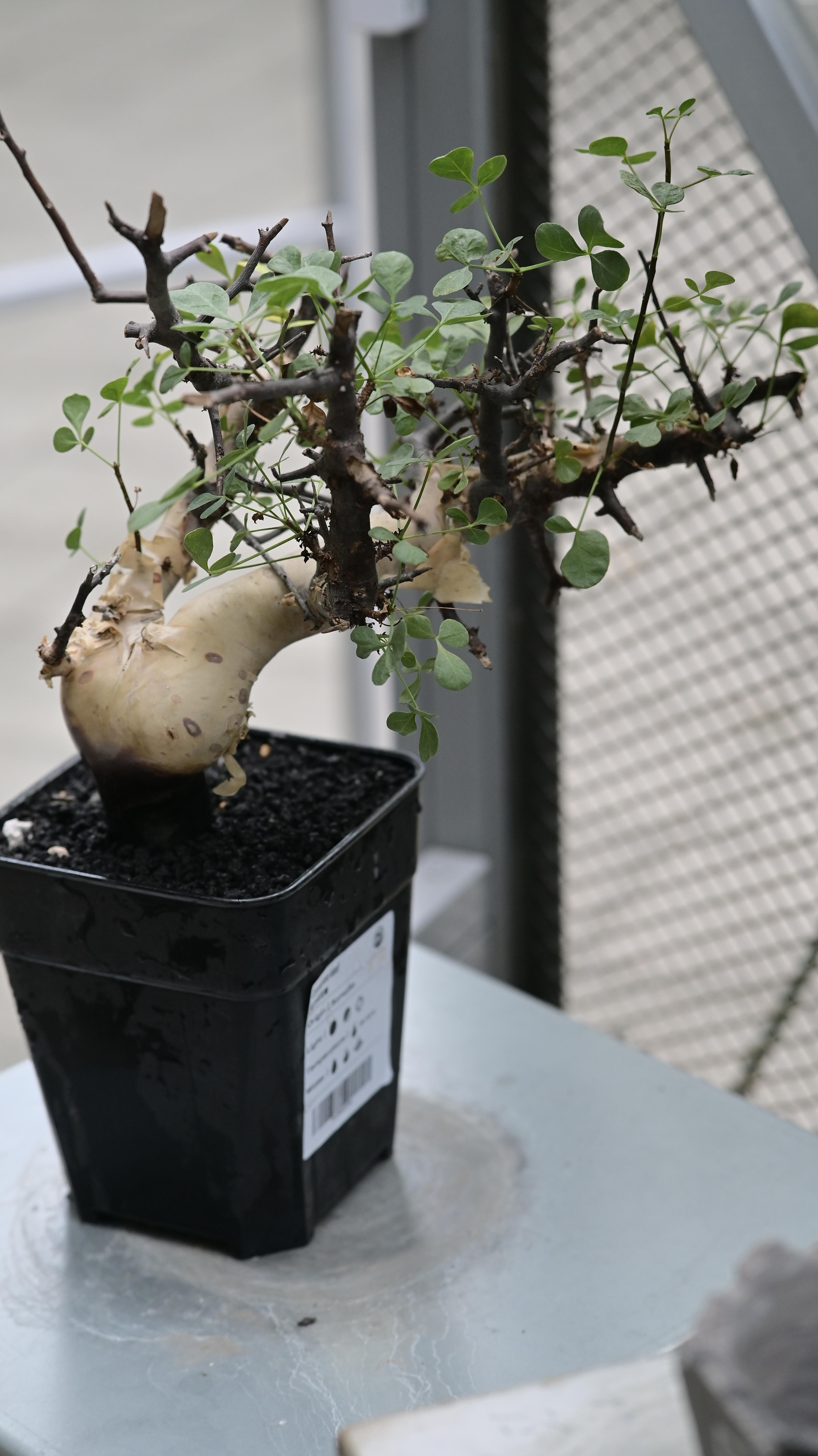 正白皮沒藥