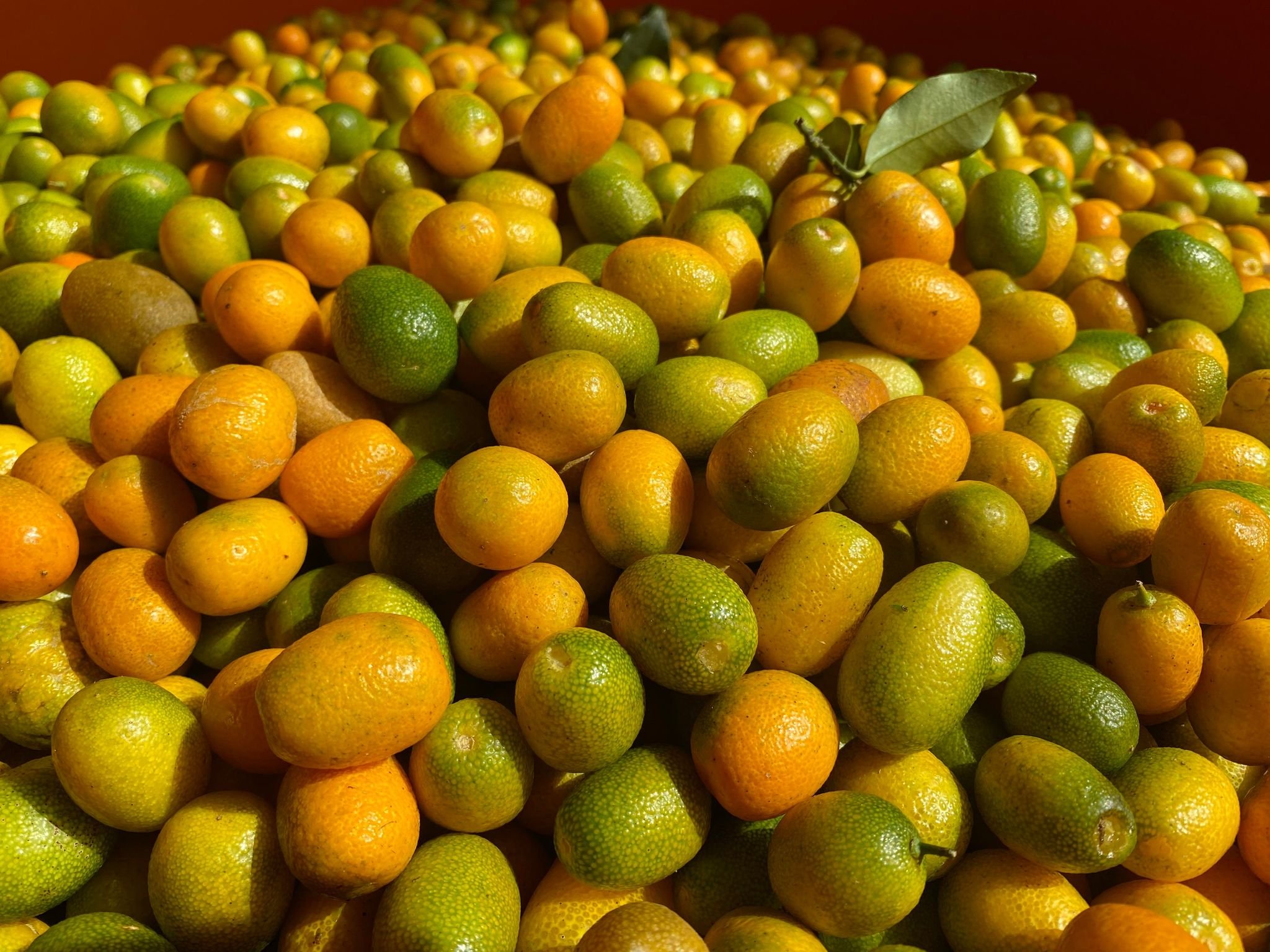 萬物皆漲 德合記凍漲