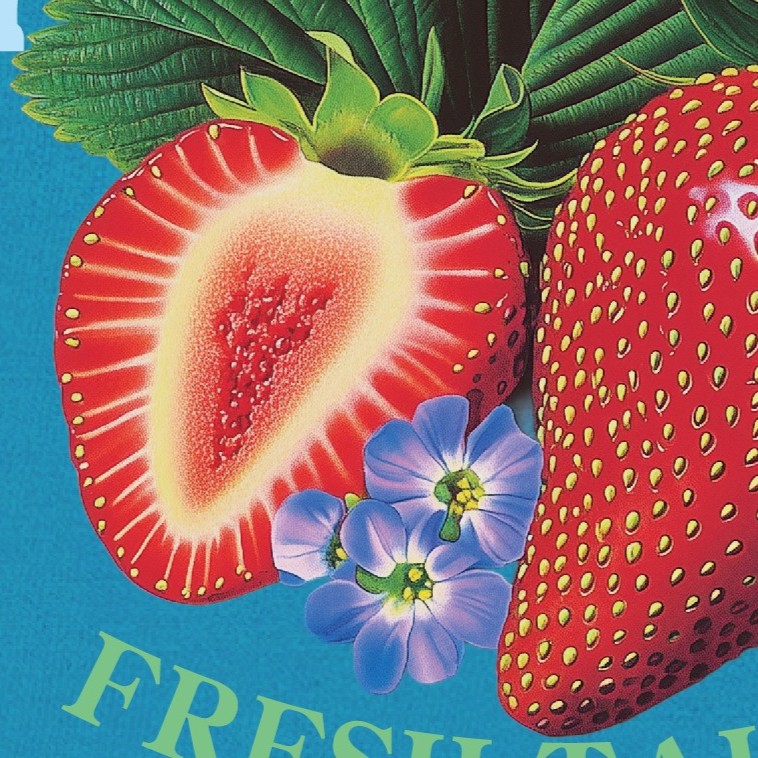 strawberry草莓T恤