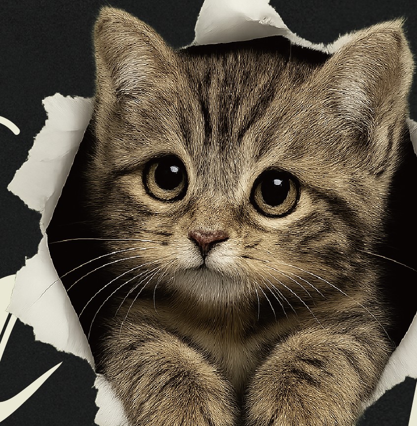 【洞洞貓】I'm HeRe!虎斑貓Ｔ恤