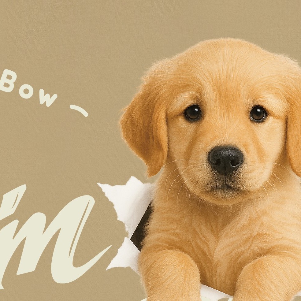 【洞洞犬】Bow~黃金獵犬Ｔ恤