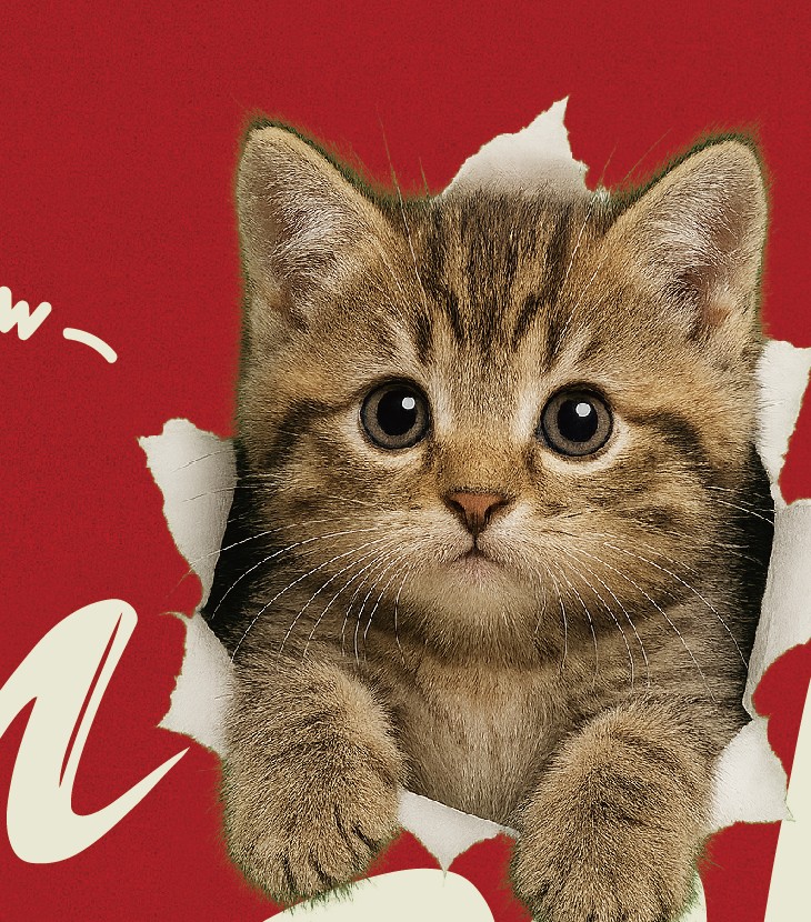 【洞洞貓】I'm HeRe!美國短毛貓T恤