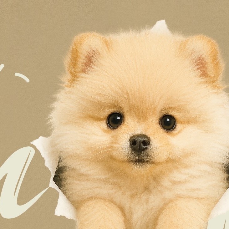 【洞洞犬】Bow~博美犬Ｔ恤