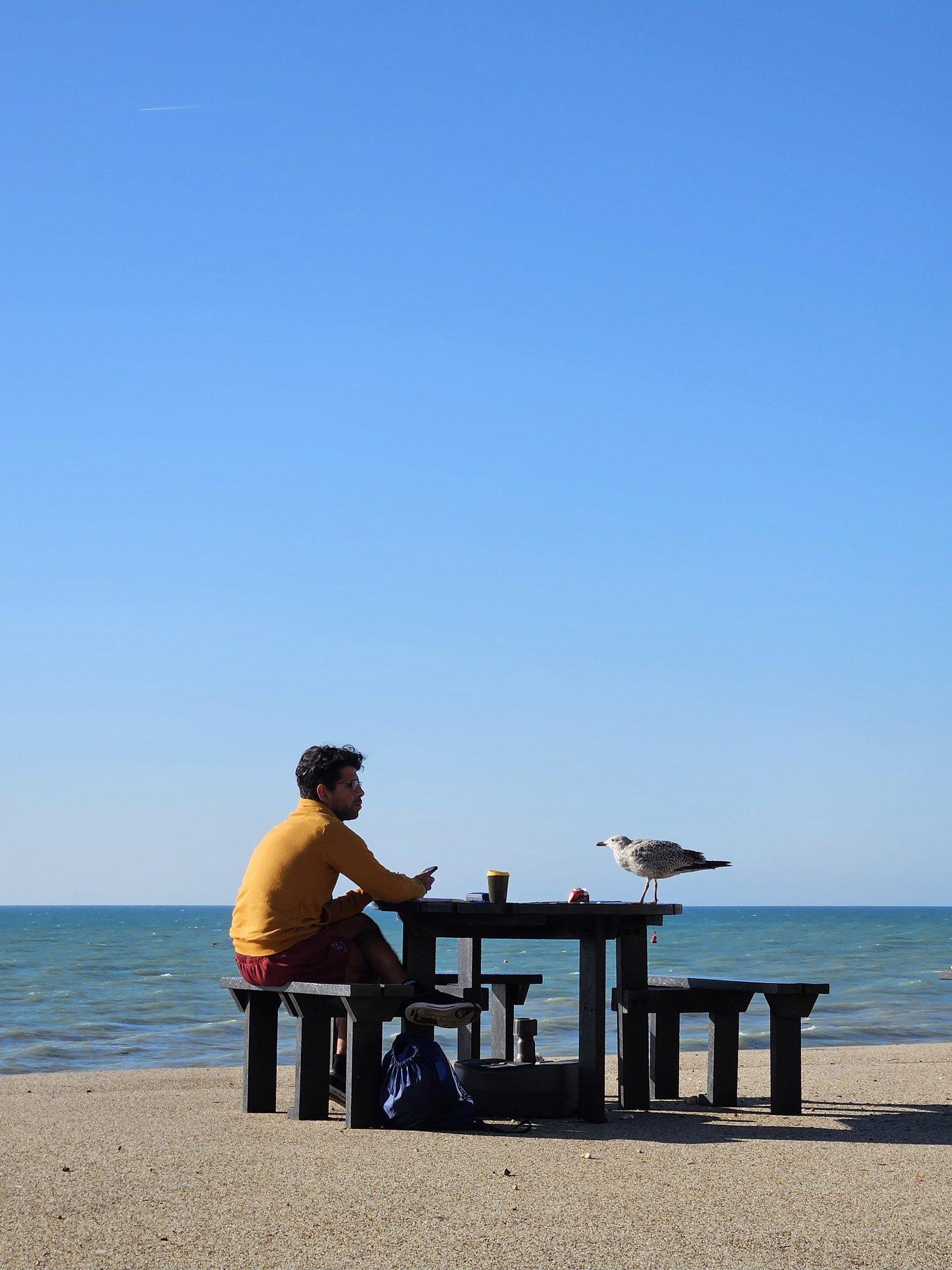 陽光海邊，有海鷗的陪伴