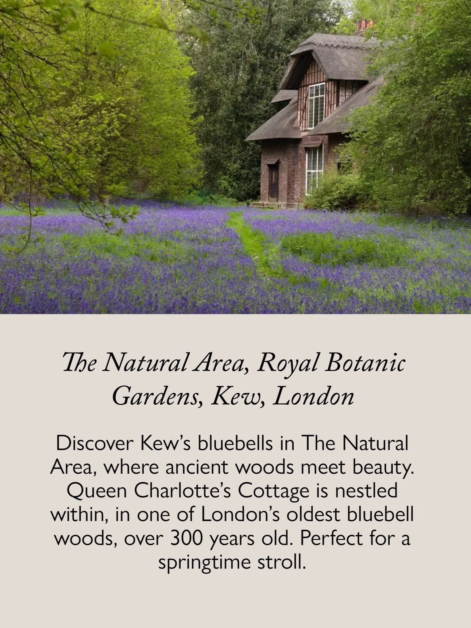 藍風鈴的靈感與森林風景