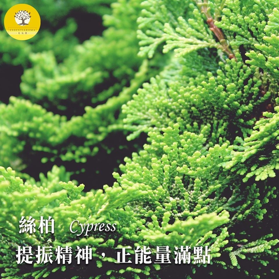 【前進─絲柏精油】