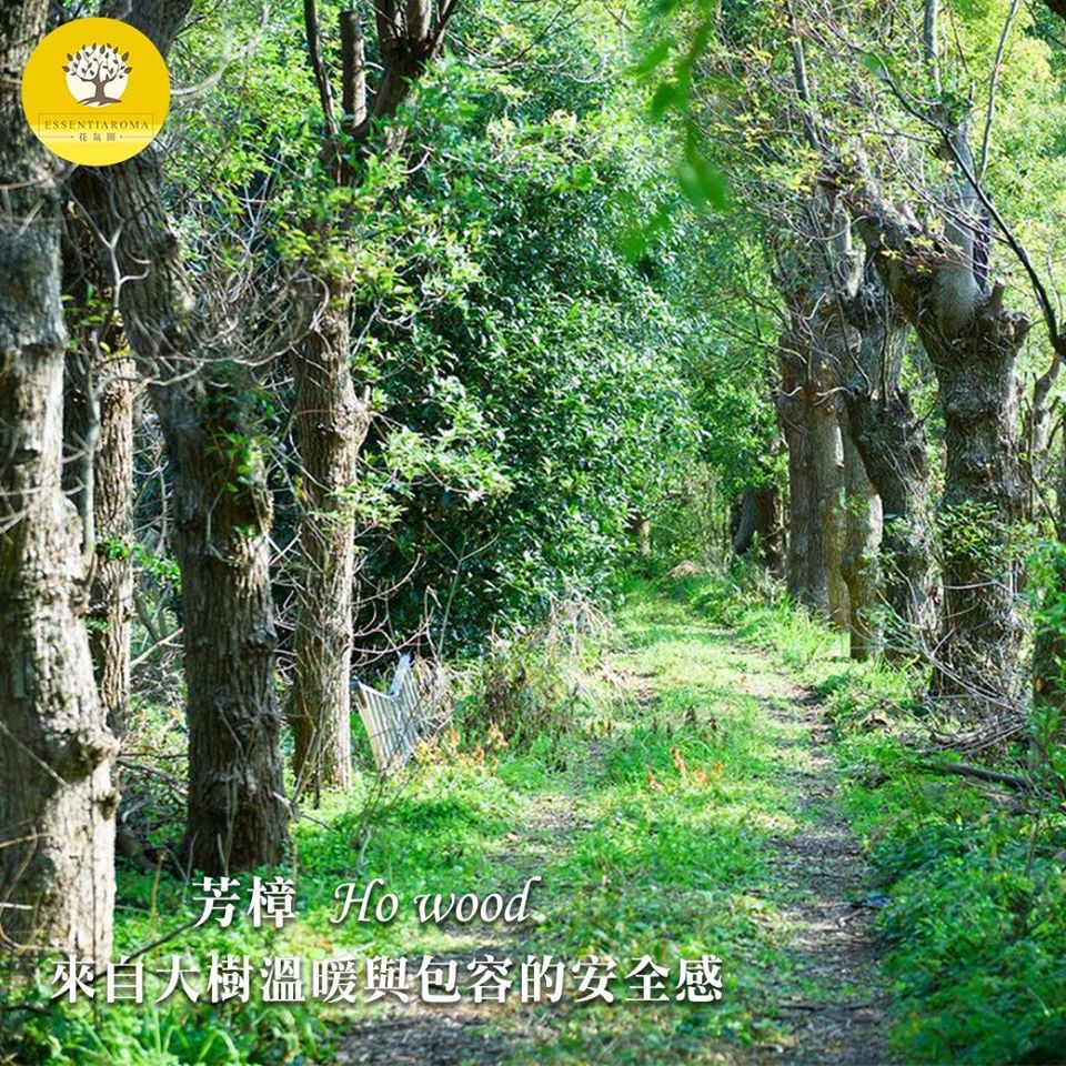【樹的擁抱-芳樟精油】