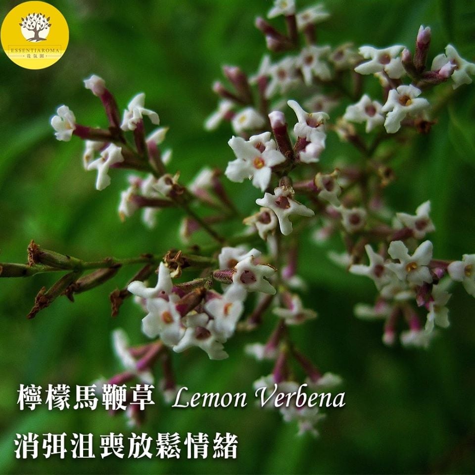 【消弭心中的不安─檸檬馬鞭草】