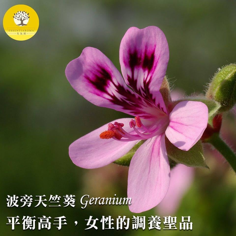 【平衡高手─波旁天竺葵】