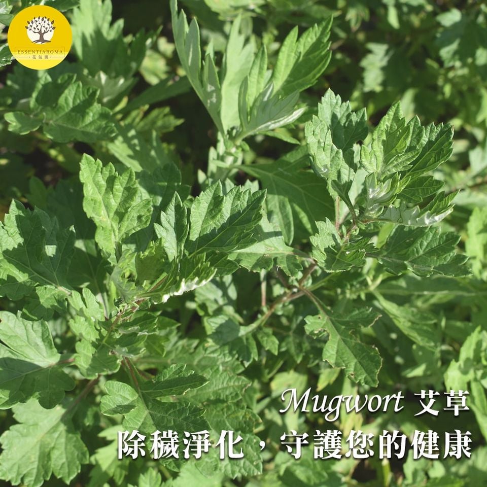 【除穢淨化─艾草】