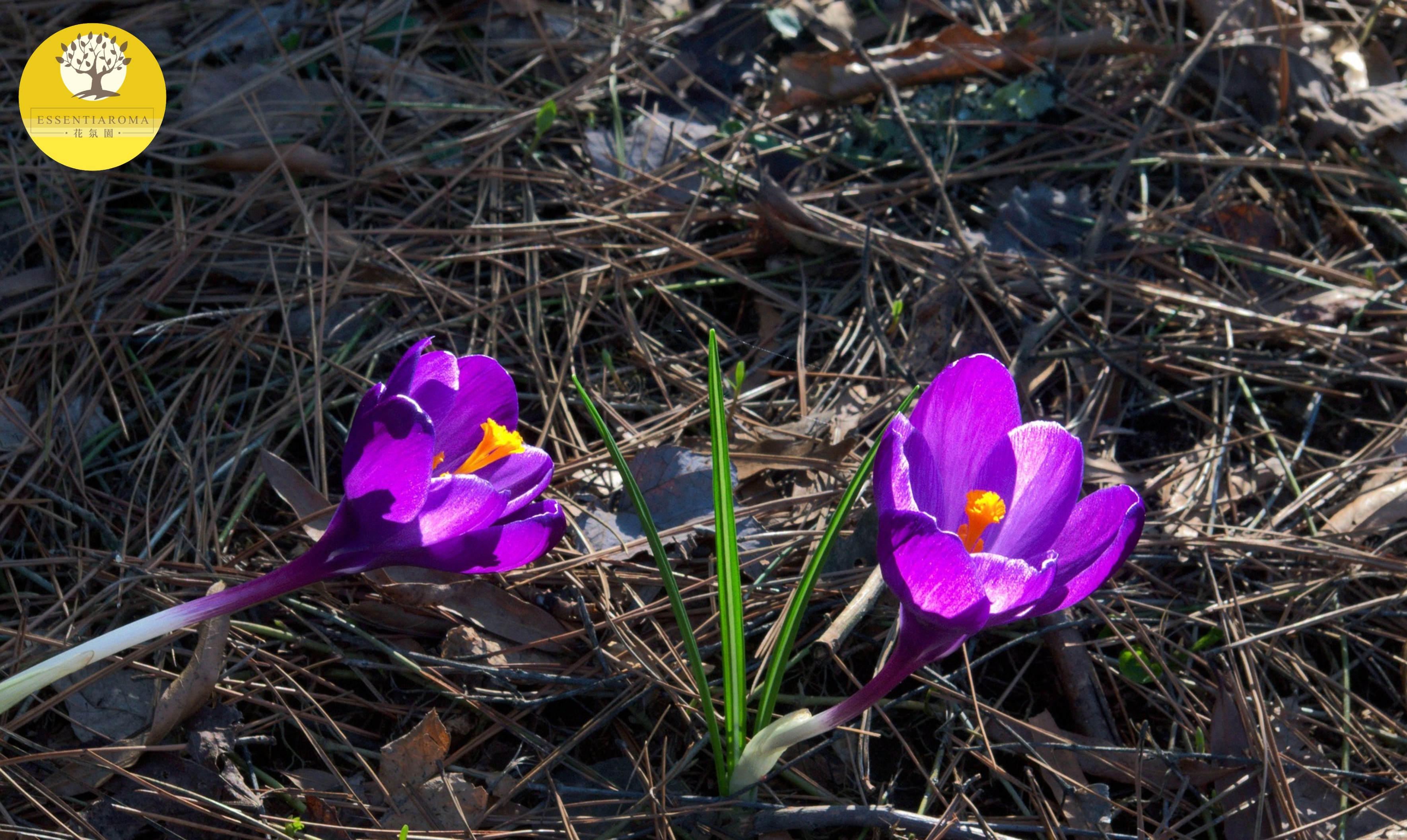 【24節氣：立春】