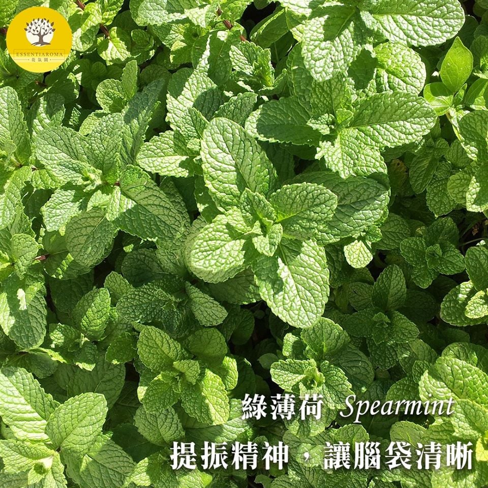 【清新風味─綠薄荷】