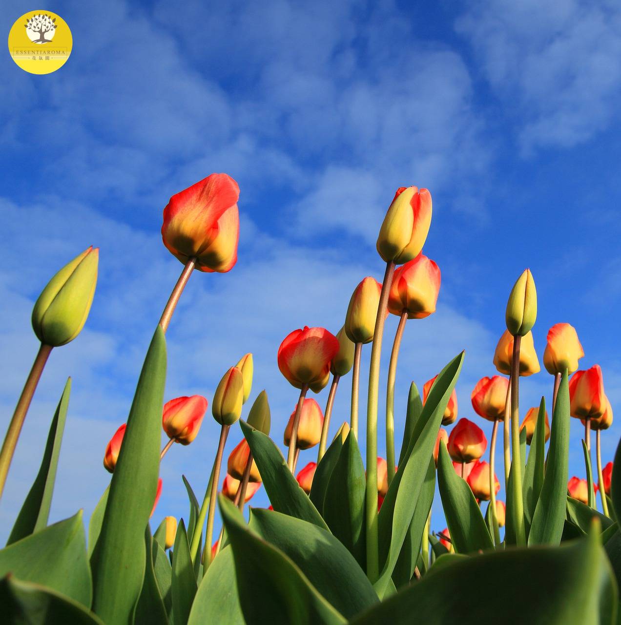 【精油時事：尊重】