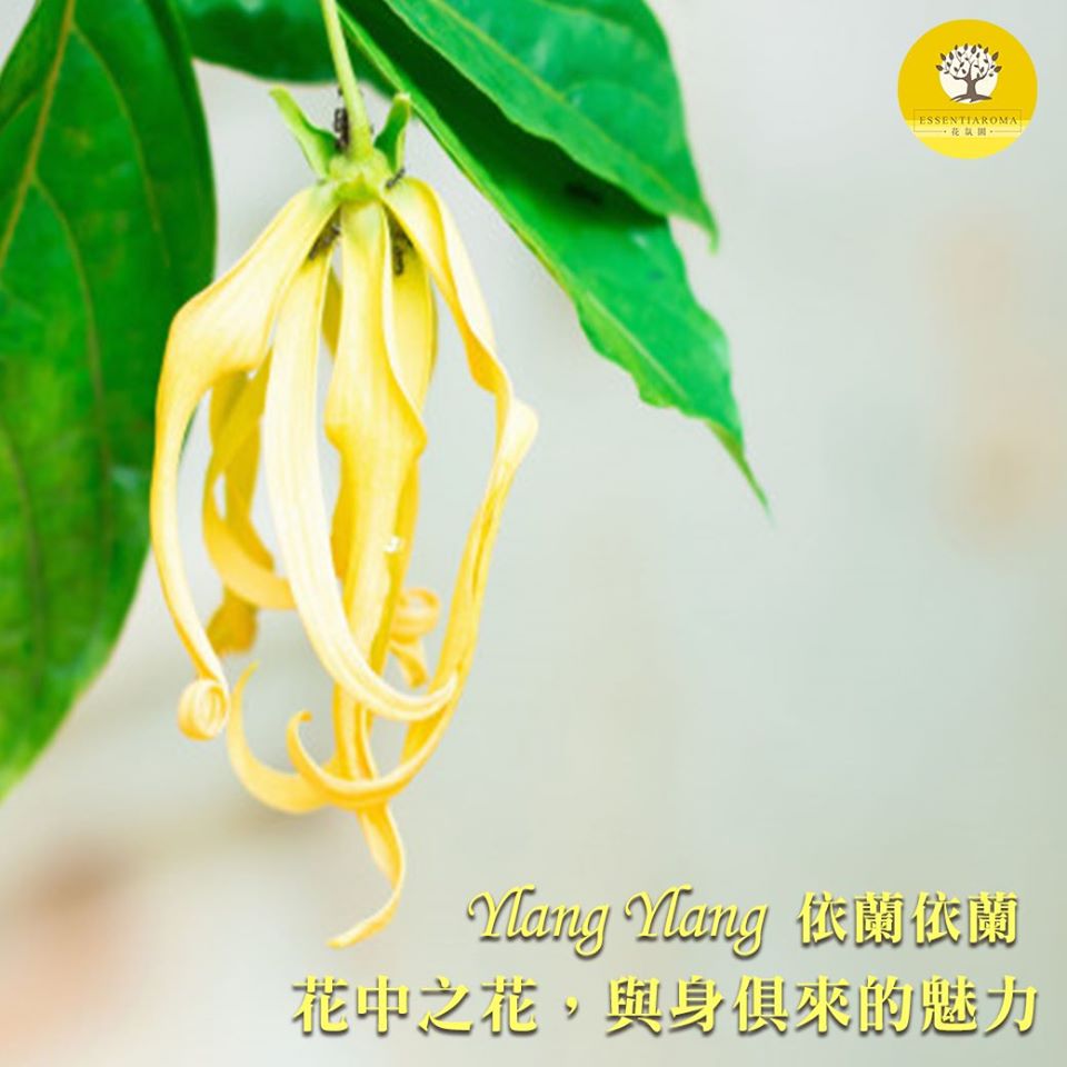 【花中之花─依蘭依蘭】