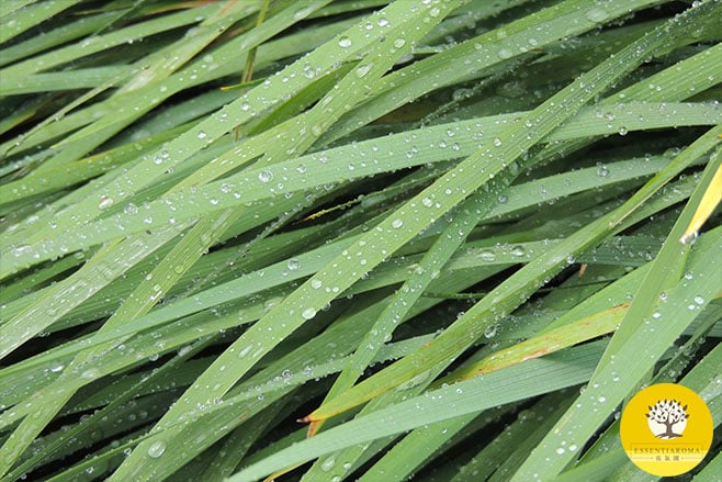 【24節氣：白露】