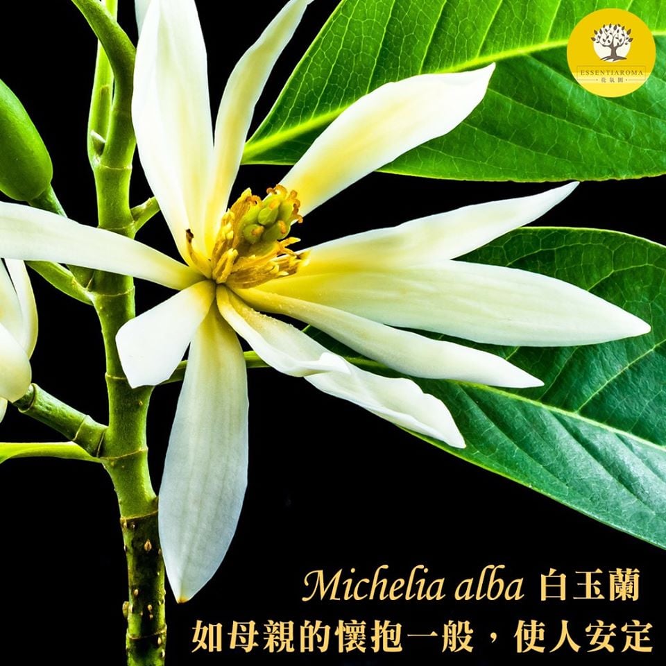 【清新安定-白玉蘭】