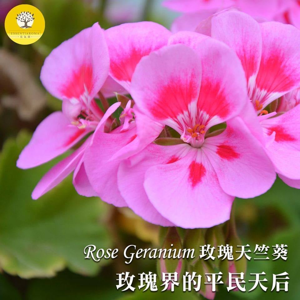  【平民版玫瑰─玫瑰天竺葵】