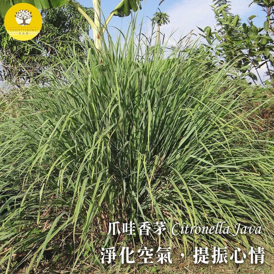 【濃郁檸檬香─爪哇香茅】