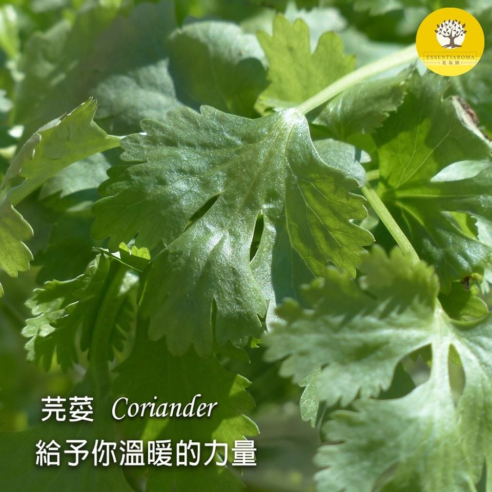 【給予溫暖的力量─芫荽】