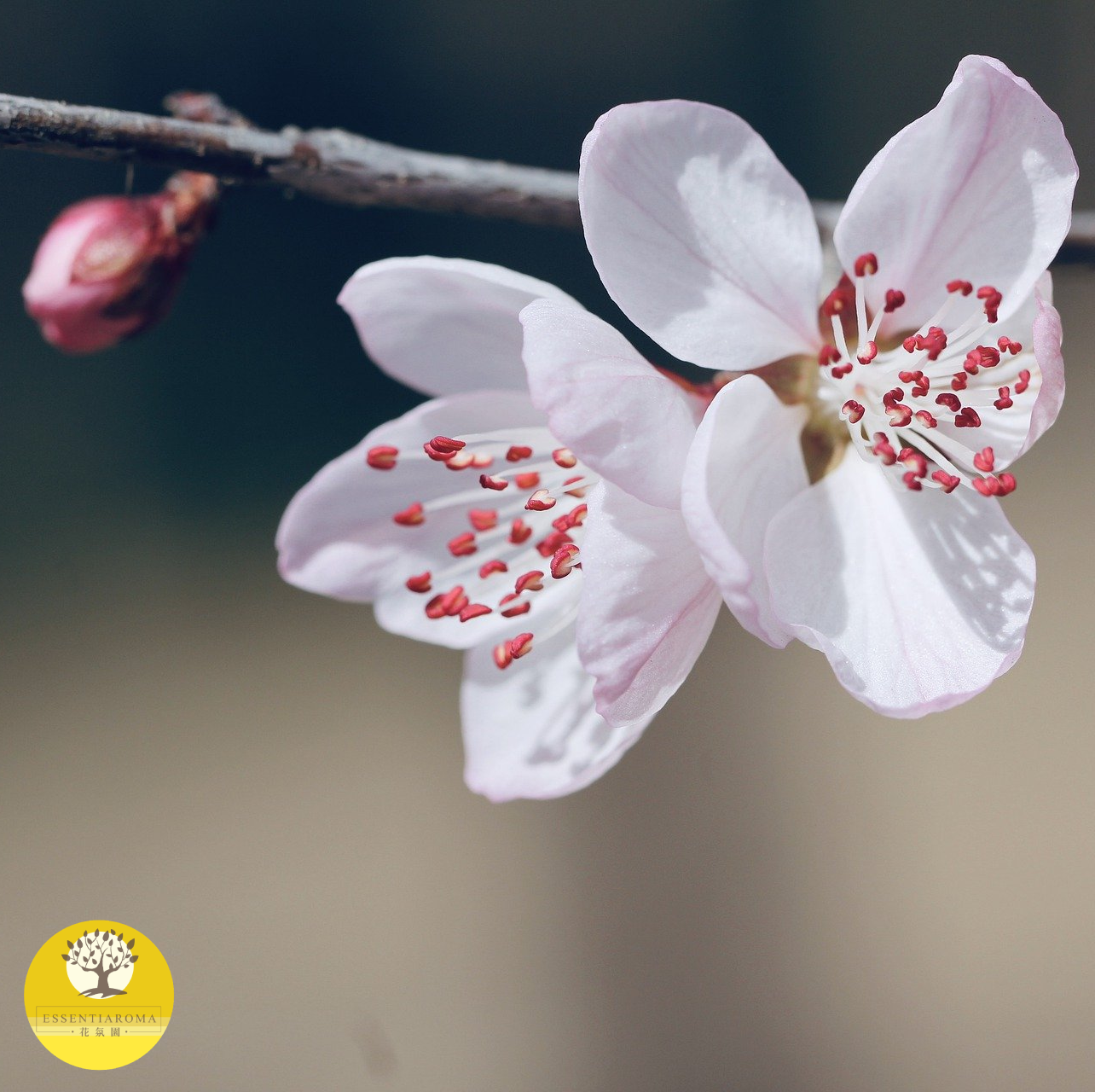 【精油時事：勇氣】