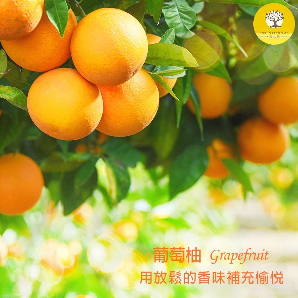 【果香─葡萄柚】