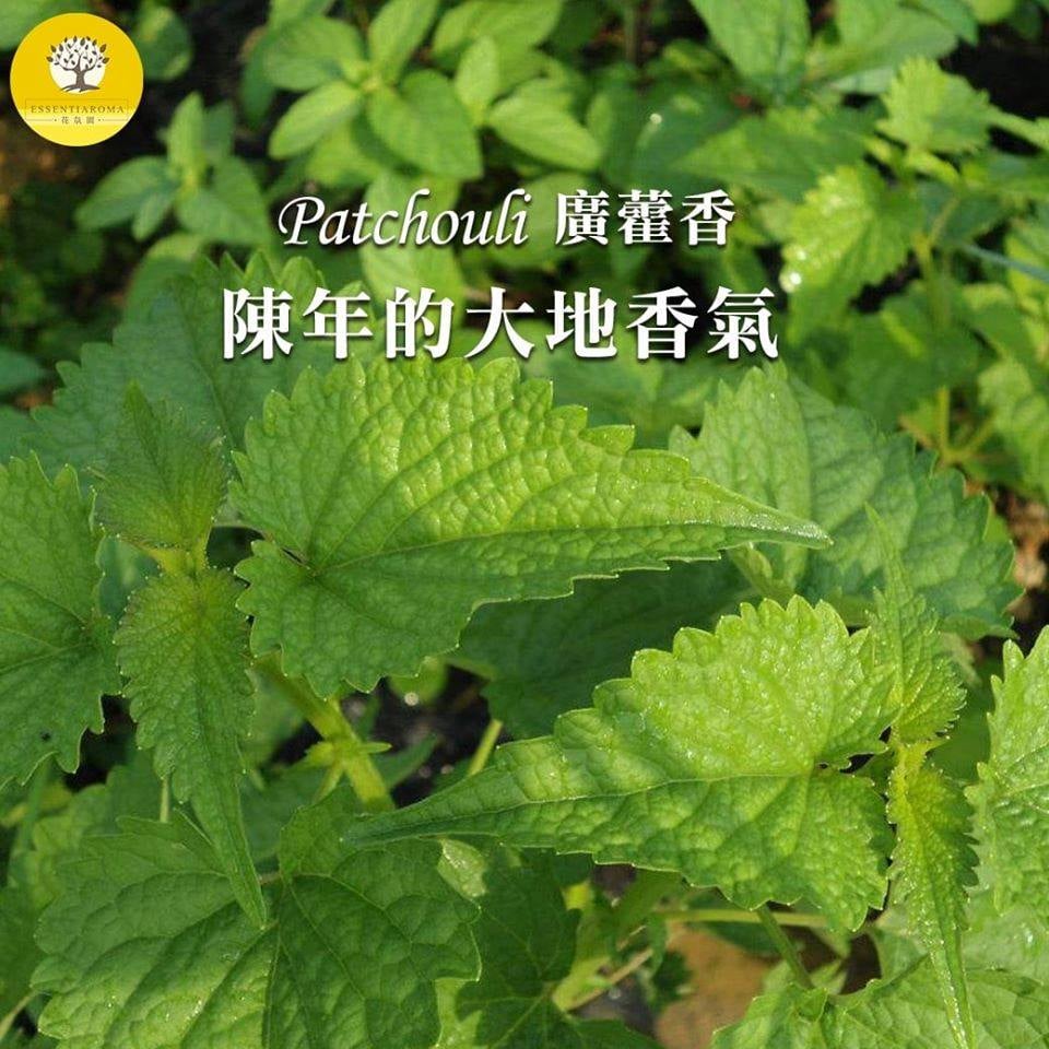 【陳年的大地氣息─廣藿香】